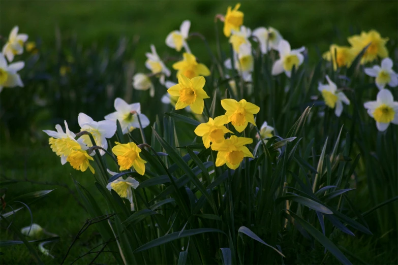 yellow and white flowers that are in the grass