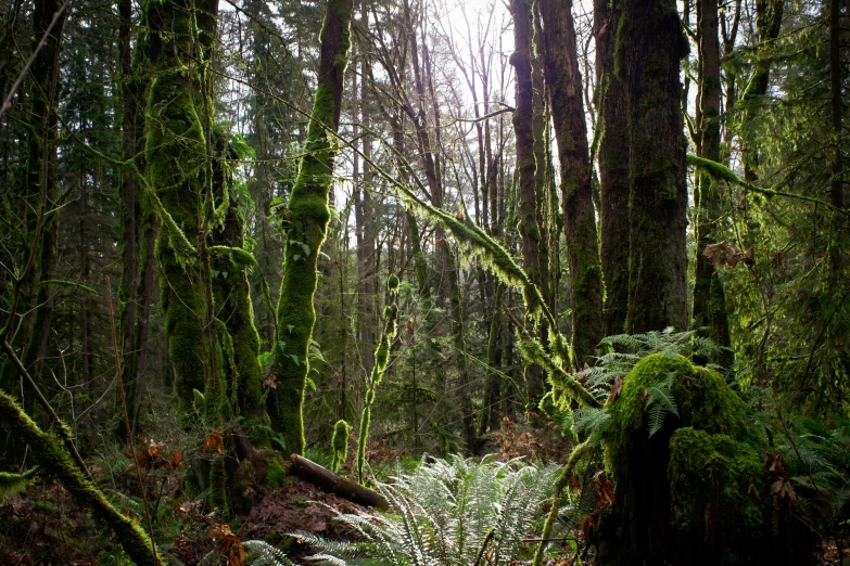 an old, green tree trunk is in the middle of a forest