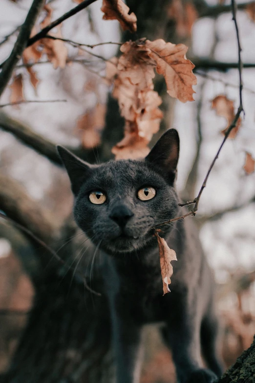 a cat is standing on a tree nch with leaves on it