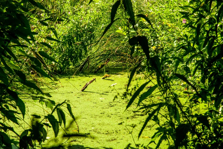 the water is full of little algae among the trees