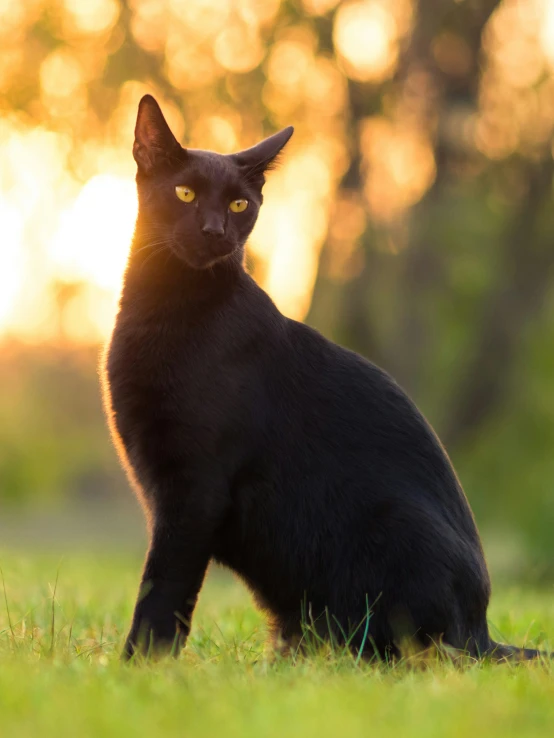 black cat in the grass at sunset looking away