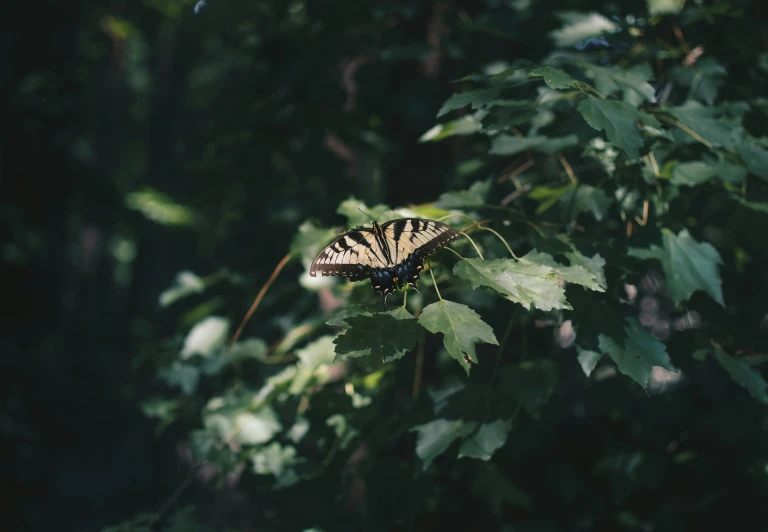 erfly resting on leaf in the sun through trees