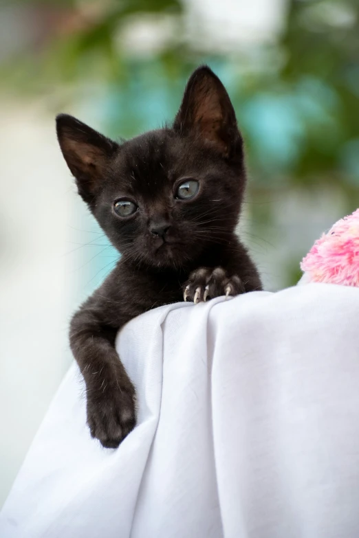 a cat sitting on top of a white table cloth