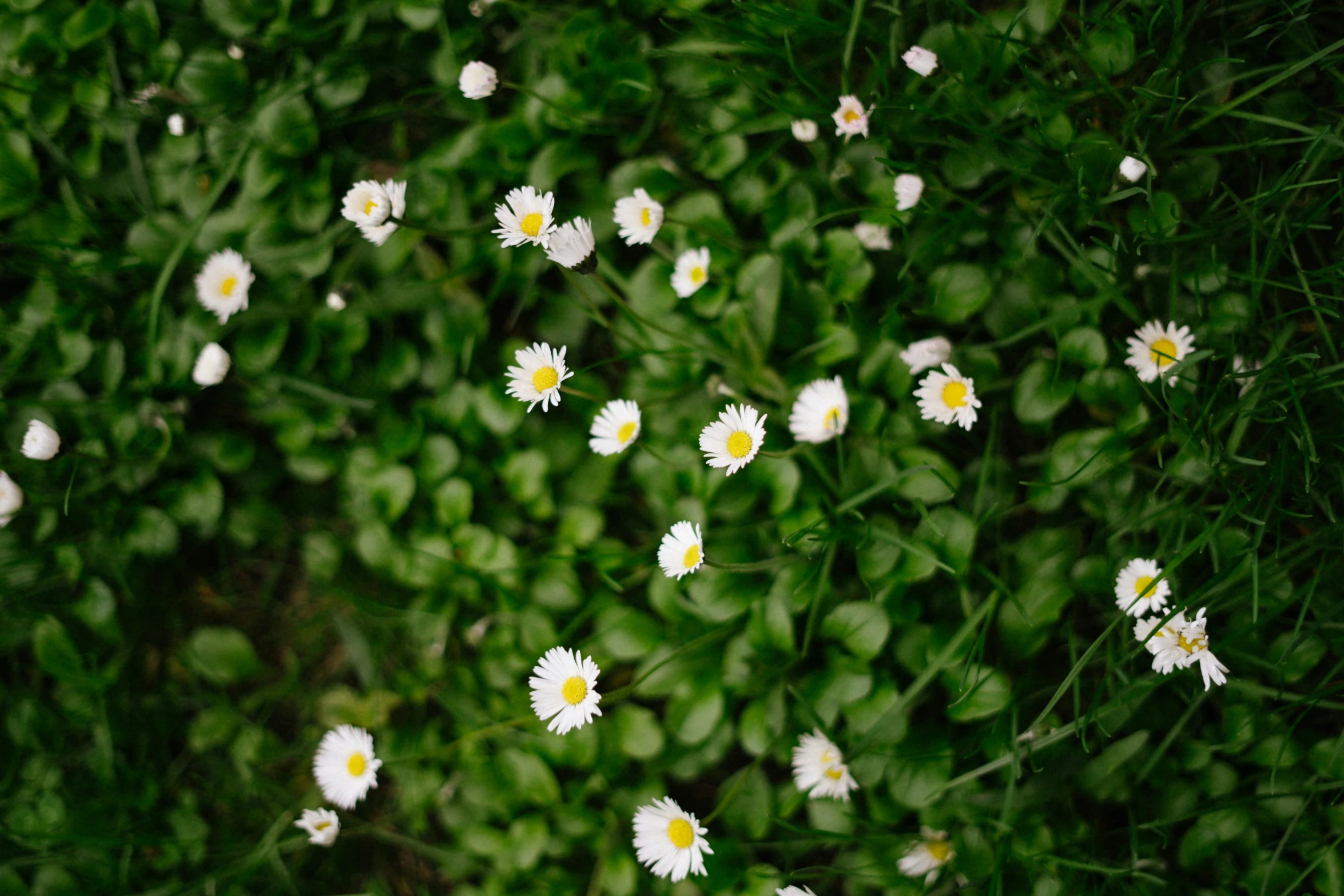 a green area with small white flowers that are all over