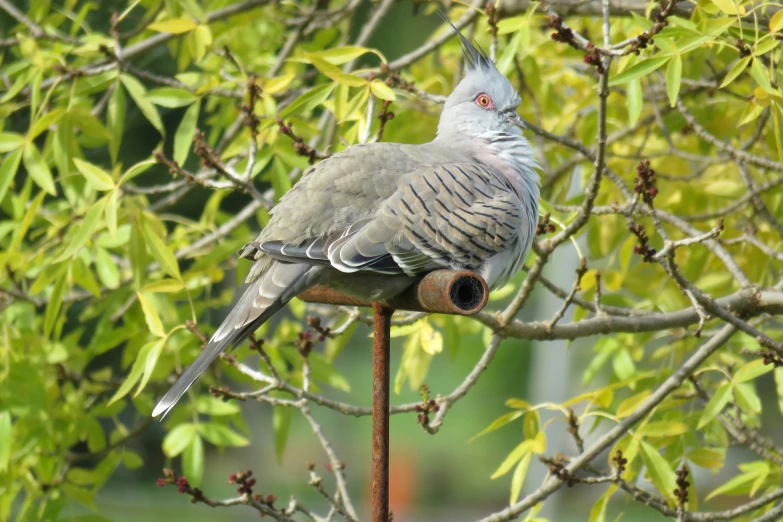 a gray bird perched on top of a tree nch