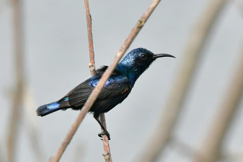 the bird is sitting on a thin nch with its mouth open