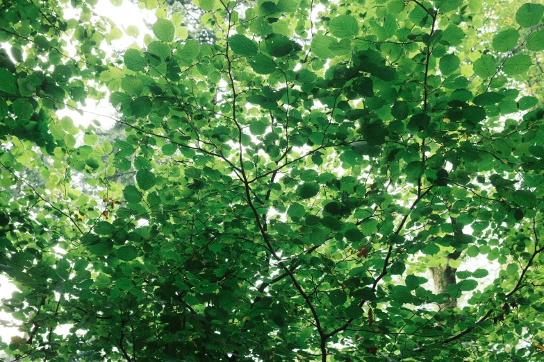 trees are seen through the leaves from the bottom