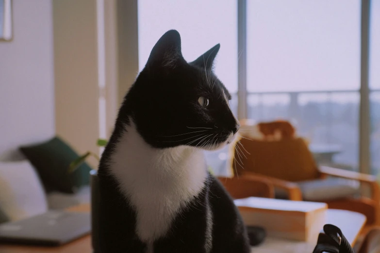 a black and white cat sitting on a table