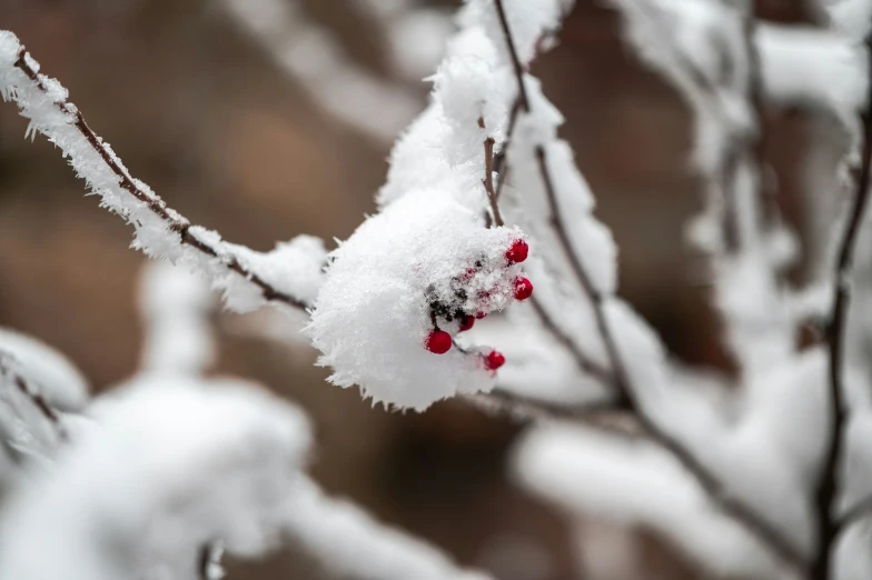 a close up of a nch covered with snow