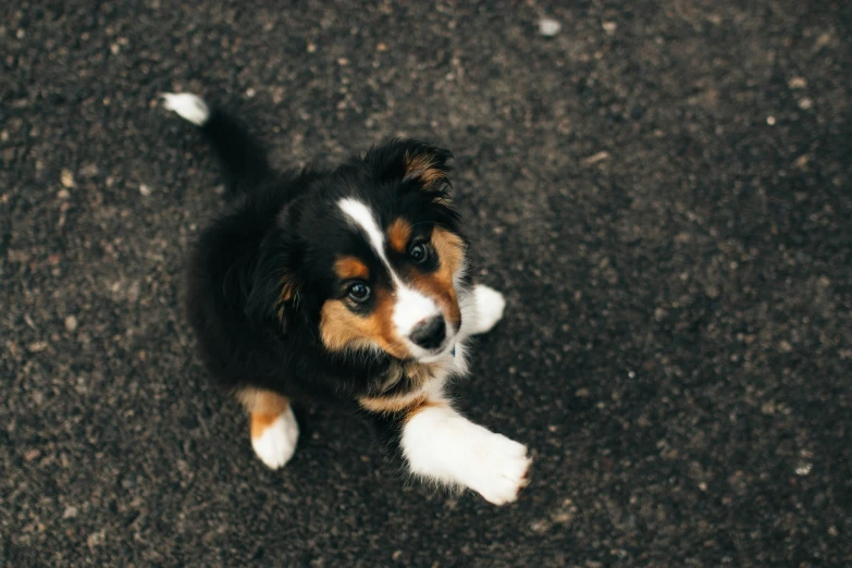 a black, brown and white puppy on pavement with paw out