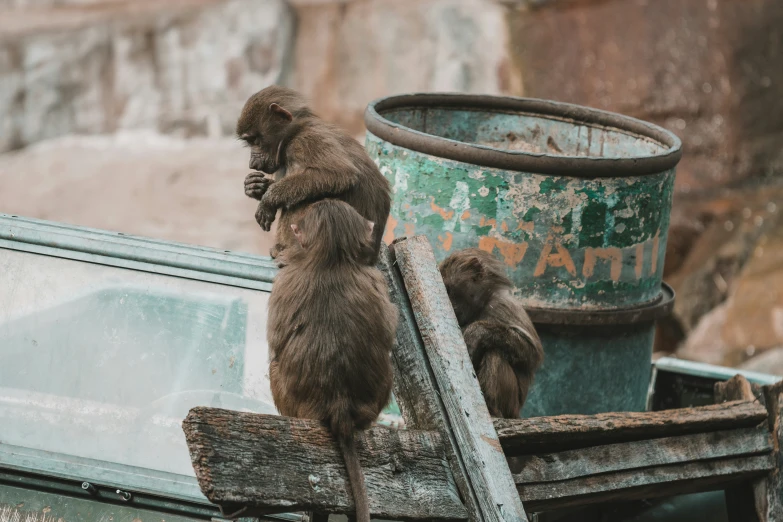 two small monkeys are sitting on a wooden rail