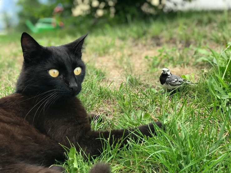 a cat laying in the grass with its eyes open, looking at a bird on the ground