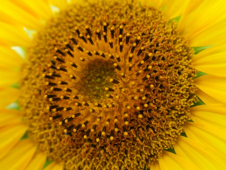 the middle part of a sunflower with a spiral
