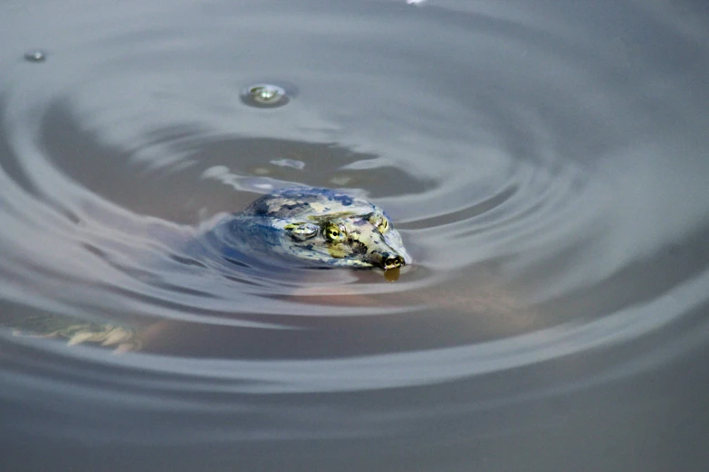 a small bird is floating in a body of water