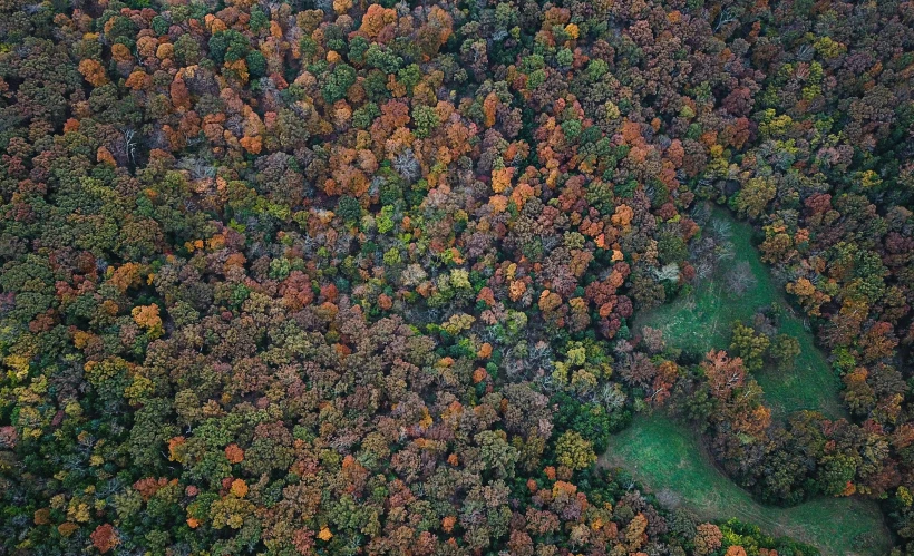 an aerial view of the tops of several trees