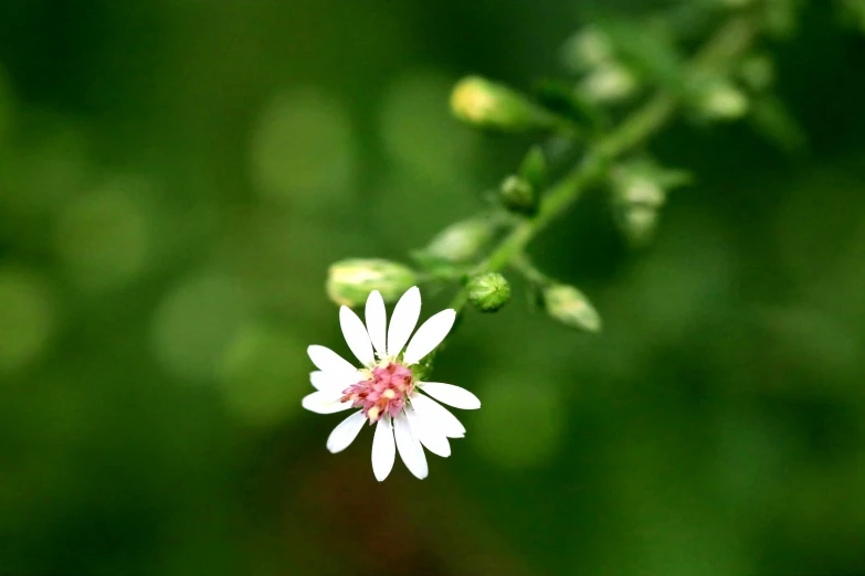 white flower in the middle of green area