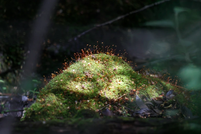 a close up image of moss on a tree