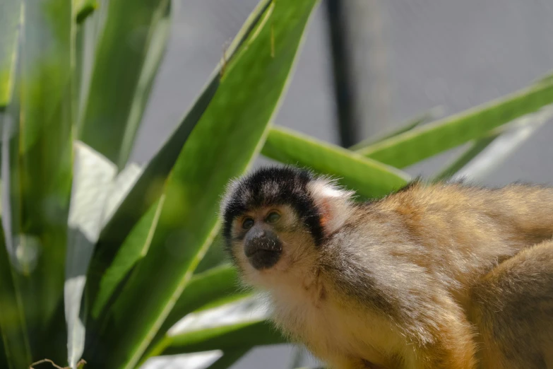 a monkey is hanging out next to plants