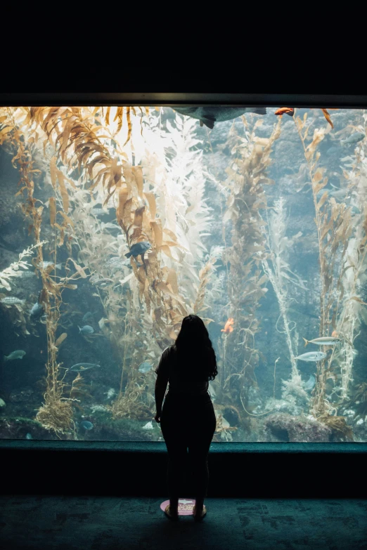 a person looking at fish in an aquarium