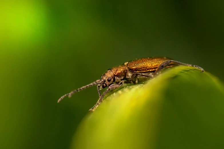 a bug with yellow head is sitting on a leaf