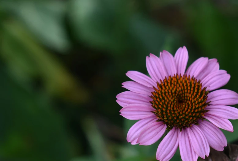 a flower in the center of a plant in the background