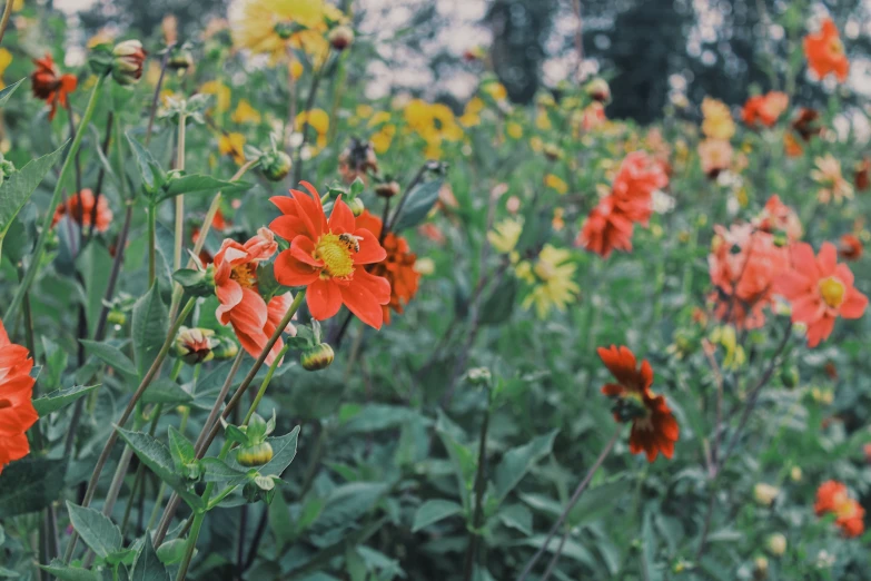 an image of red and yellow flowers in a field