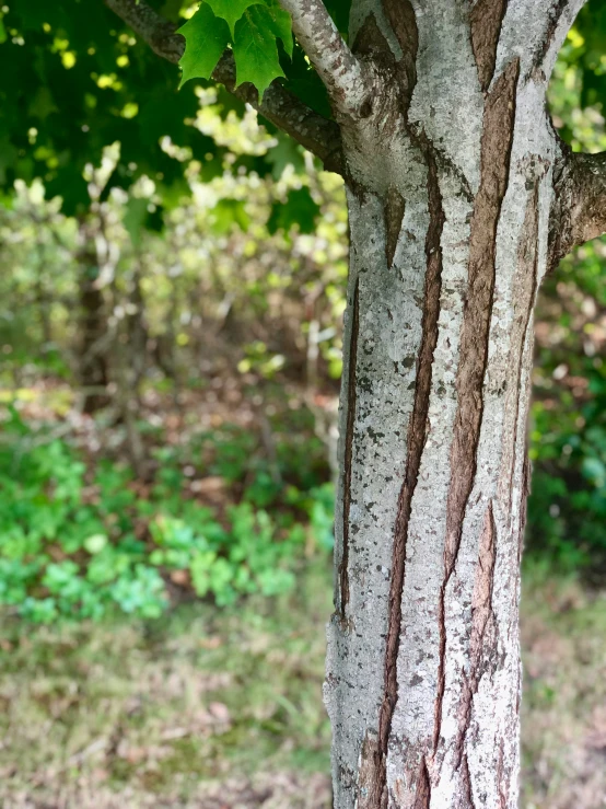 the bear is sitting on a tree in the forest