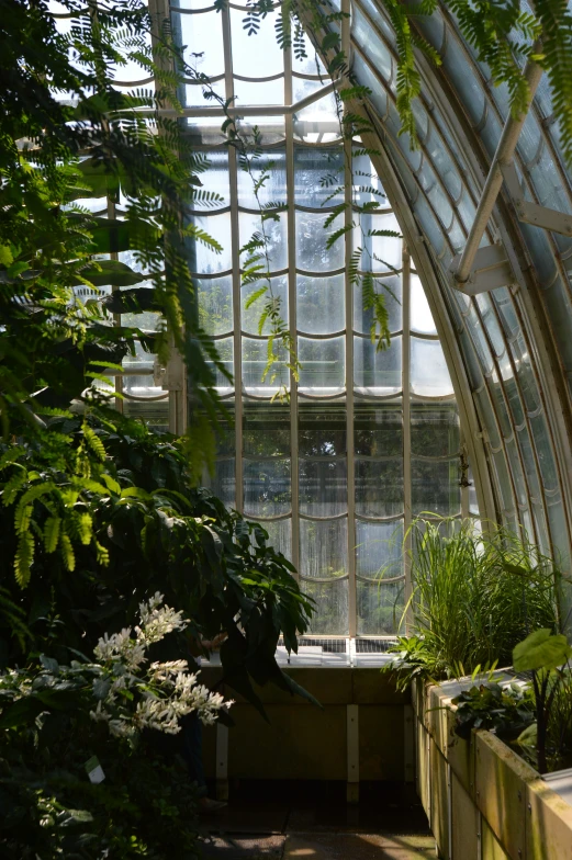 a bunch of plants that are in some kind of greenhouse