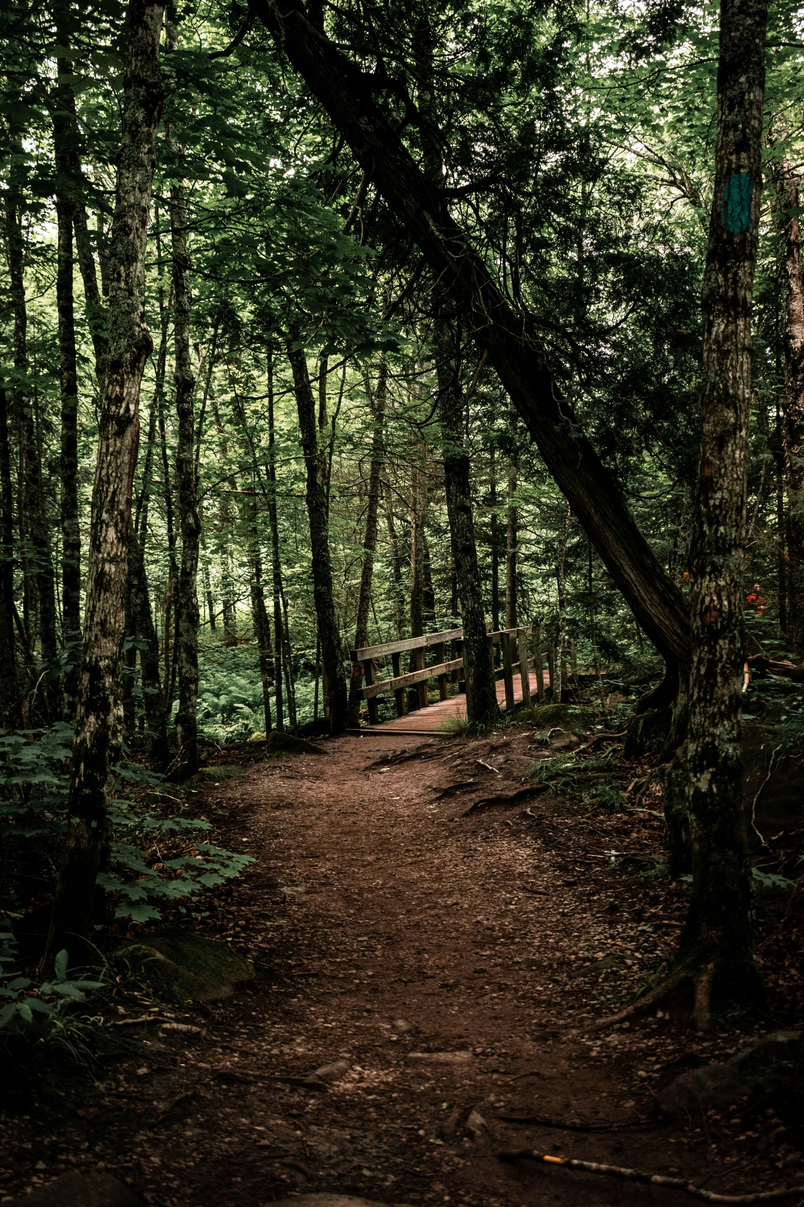 path in the woods leading into the forest