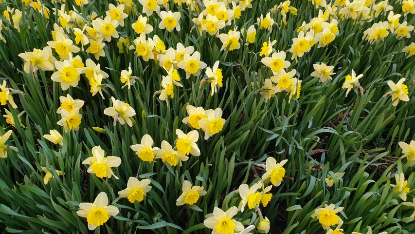 a bed of yellow flowers is standing in the middle of some grass