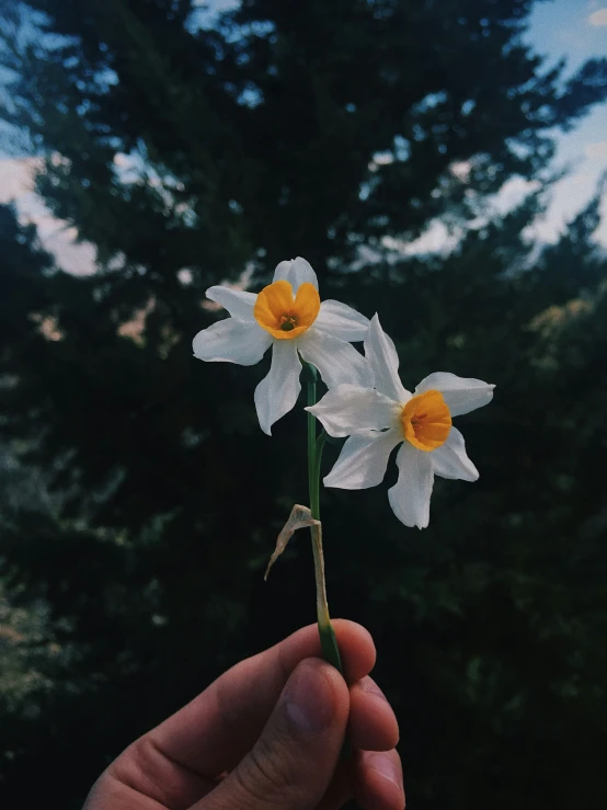 a hand holding a tiny flower with several petals