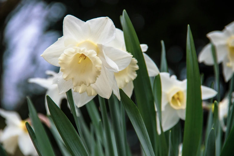 this is a group of flowers that are in the grass