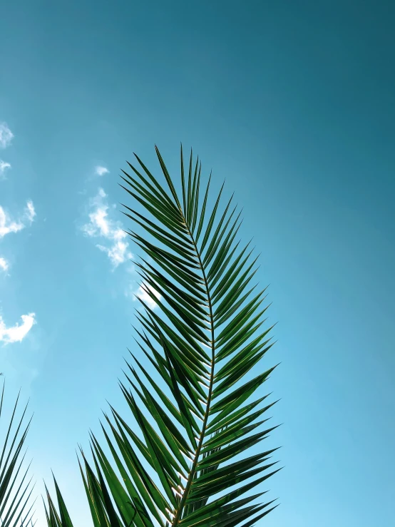 a tall palm tree under a blue sky