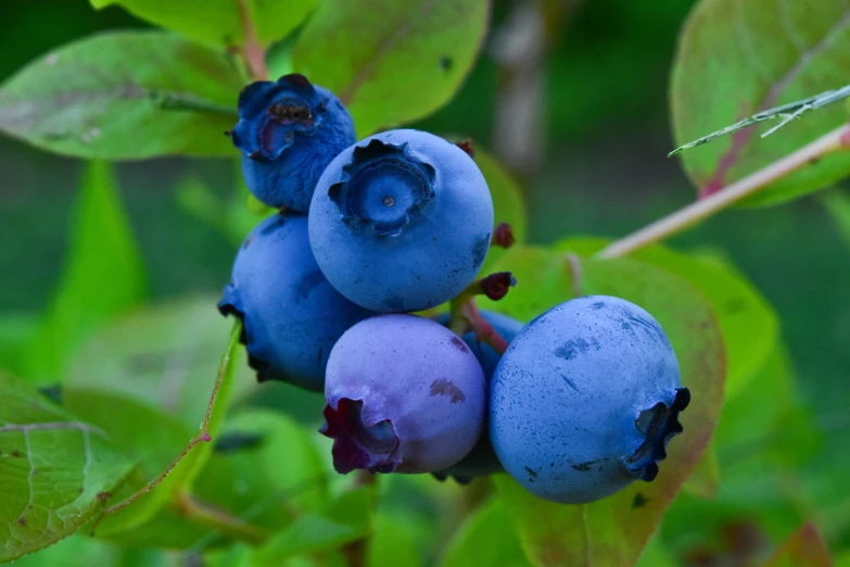 some blueberries are growing on the bush