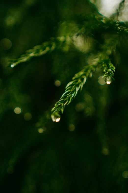 closeup of a plant with water drops