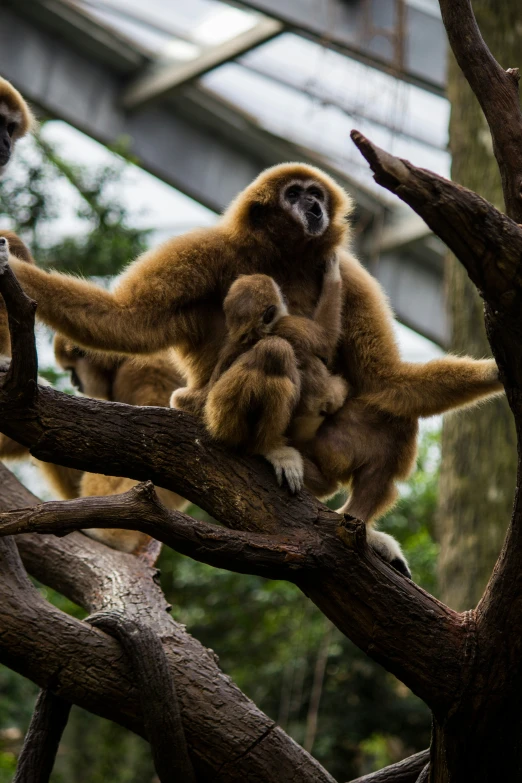 there is an adult monkey sitting on top of the tree with its baby