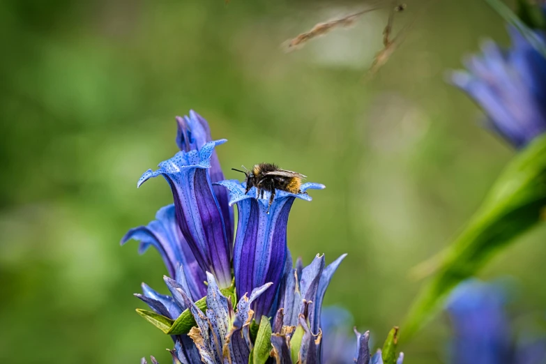 a bee is on top of a blue flower