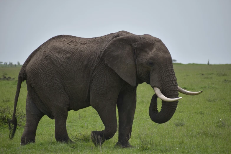 a single elephant in a green pasture with two tusks