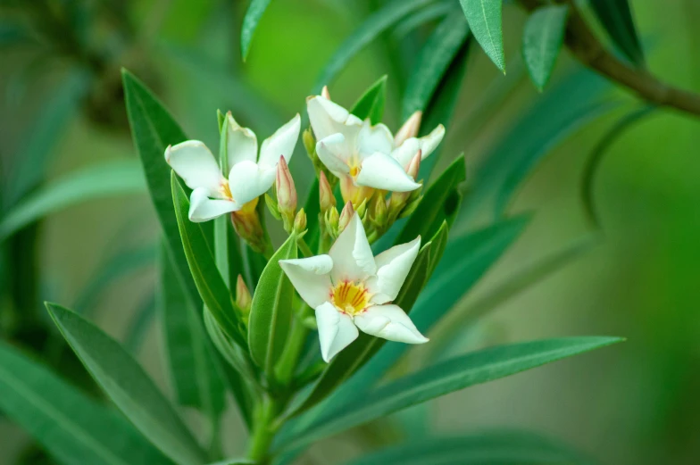 three white flowers with bright yellow centers and green leaves