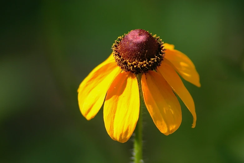 the yellow flower has been opened up and opened