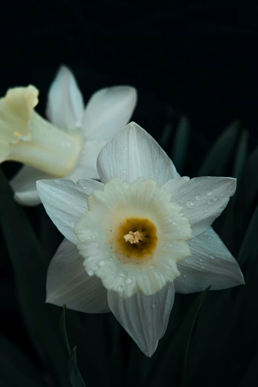 two flowers are white with yellow center surrounded by green leaves