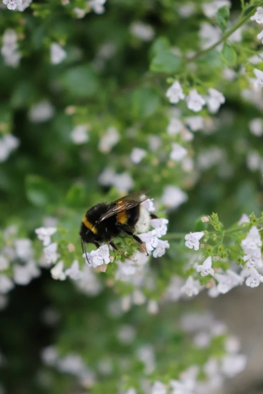 the bee is busy with white flowers near it