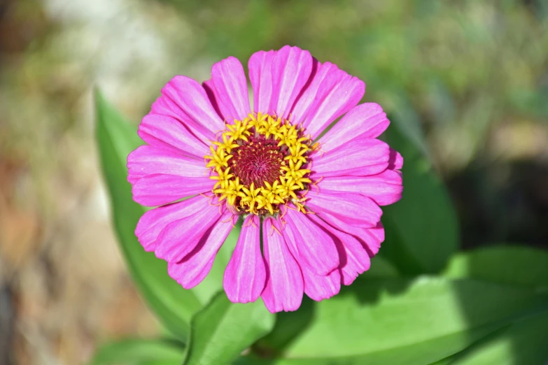 a close up s of a pink flower on a green stem