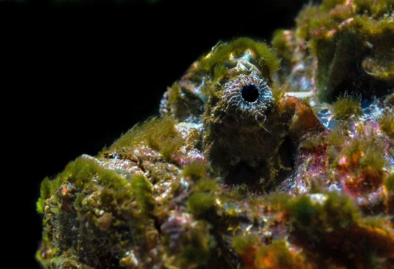 a close - up of moss on the rocks