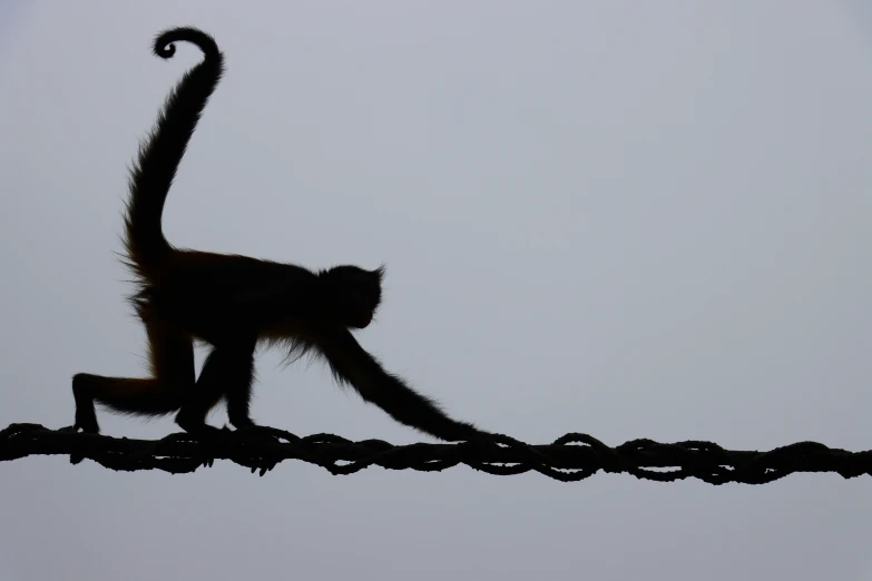 a monkey is walking on a wire