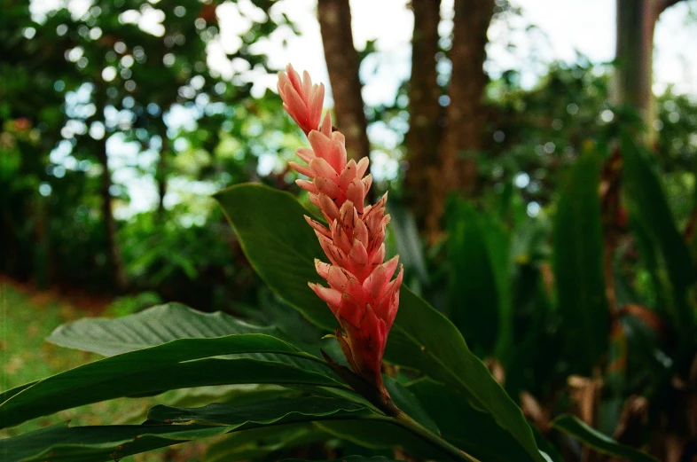 a red flower on some green leaves in the bushes