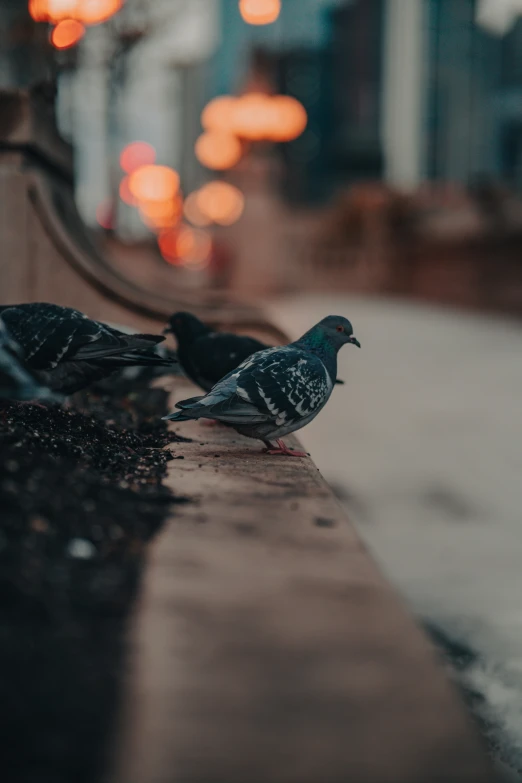 two small birds standing on the edge of a bench