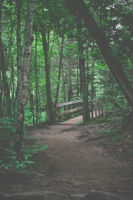 a forest with trees and a bridge over a trail