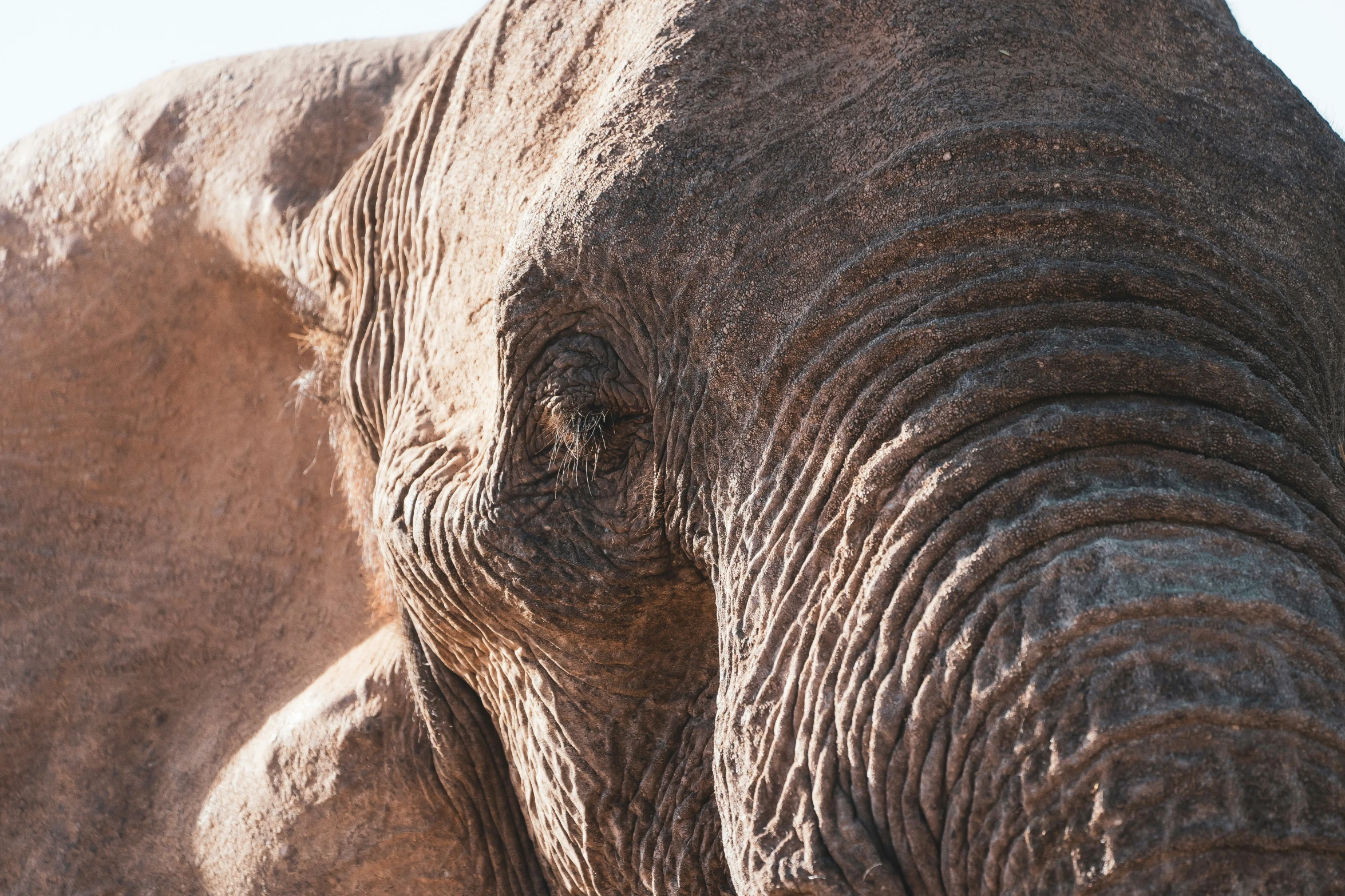 an elephant with the front part of it's face