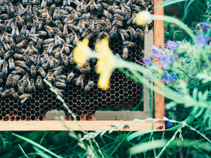 some bees are looking at the honey combs